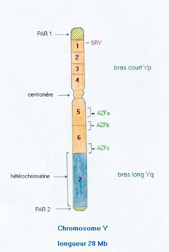 Le Chromosome Y Humain Portraits Crois S Planet Vie